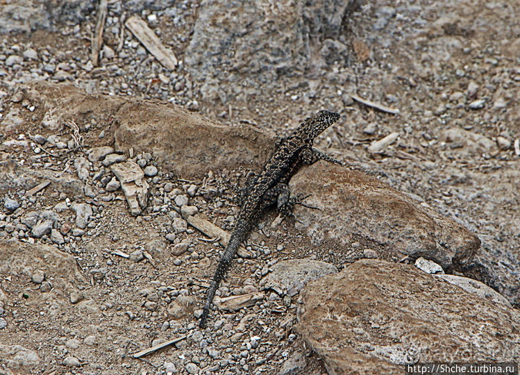 Галапогосы. Остров Санта Фе. Этап 1 — пешеходная прогулка
