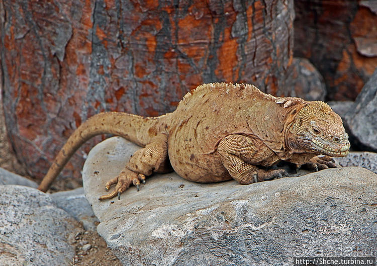 Галапогосы. Остров Санта Фе. Этап 1 — пешеходная прогулка