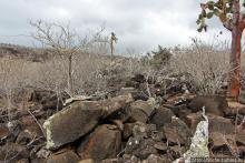 Галапогосы. Остров Санта Фе. Этап 1 — пешеходная прогулка