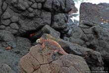 Галапогосы. Остров Санта Фе. Этап 1 — пешеходная прогулка