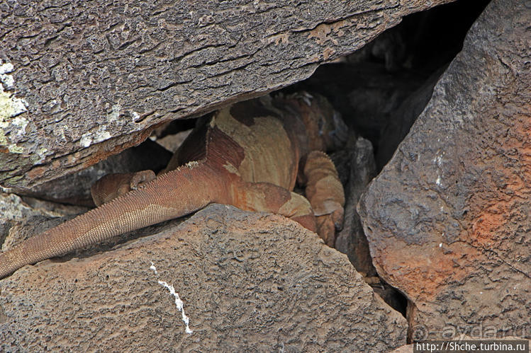 Галапогосы. Остров Санта Фе. Этап 1 — пешеходная прогулка