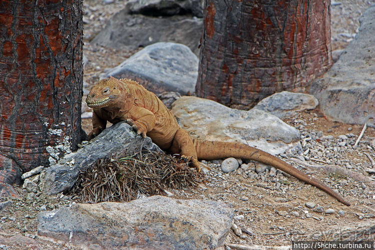 Галапогосы. Остров Санта Фе. Этап 1 — пешеходная прогулка