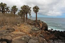 Галапогосы. Остров Санта Фе. Этап 1 — пешеходная прогулка