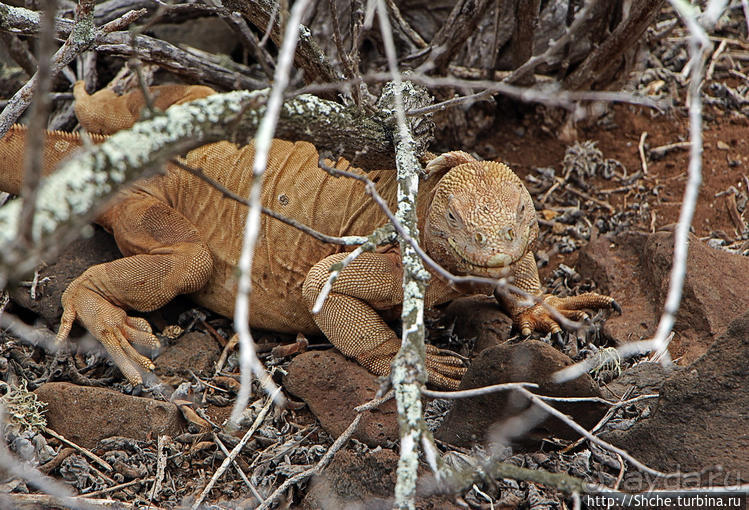 Галапогосы. Остров Санта Фе. Этап 1 — пешеходная прогулка