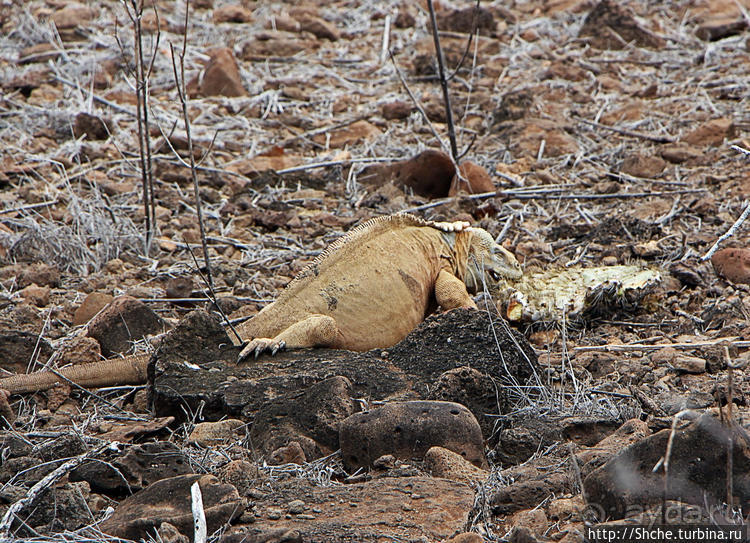 Галапогосы. Остров Санта Фе. Этап 1 — пешеходная прогулка