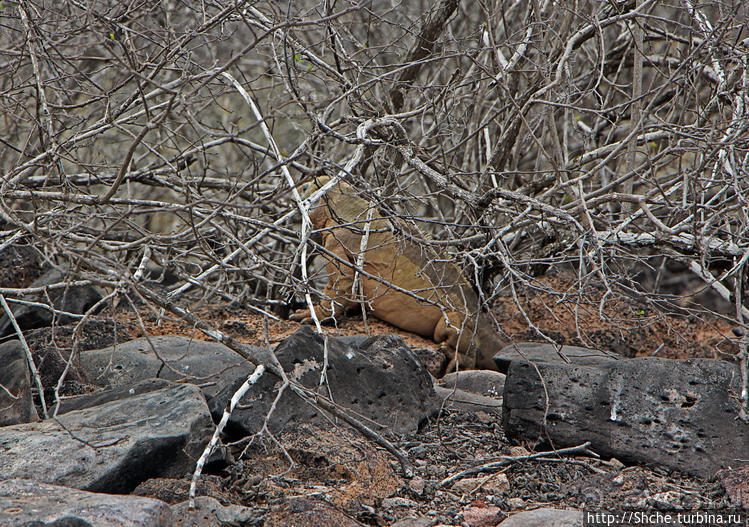 Галапогосы. Остров Санта Фе. Этап 1 — пешеходная прогулка