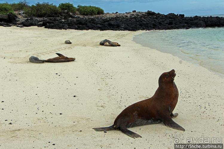 Галапогосы. Остров Санта Фе. Этап 1 — пешеходная прогулка