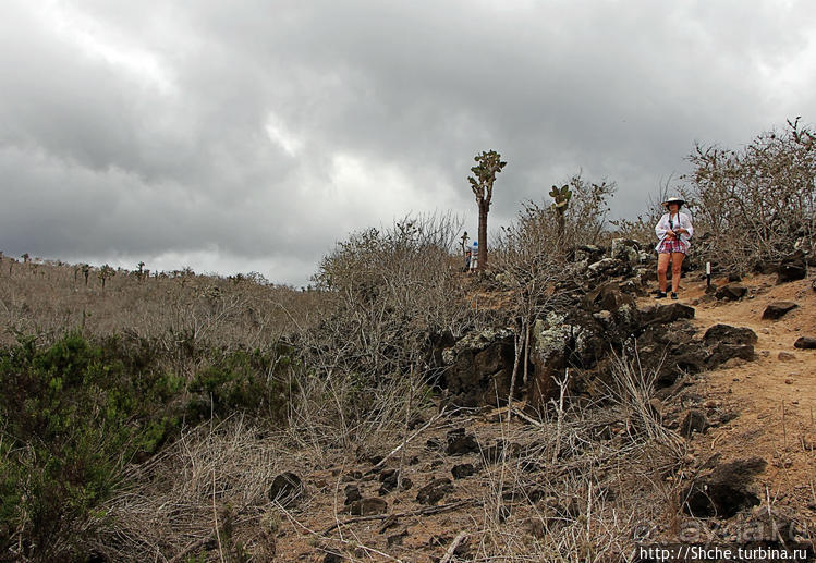 Галапогосы. Остров Санта Фе. Этап 1 — пешеходная прогулка