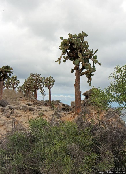 Галапогосы. Остров Санта Фе. Этап 1 — пешеходная прогулка