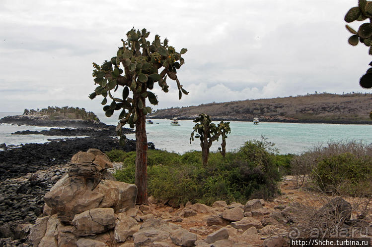 Галапогосы. Остров Санта Фе. Этап 1 — пешеходная прогулка