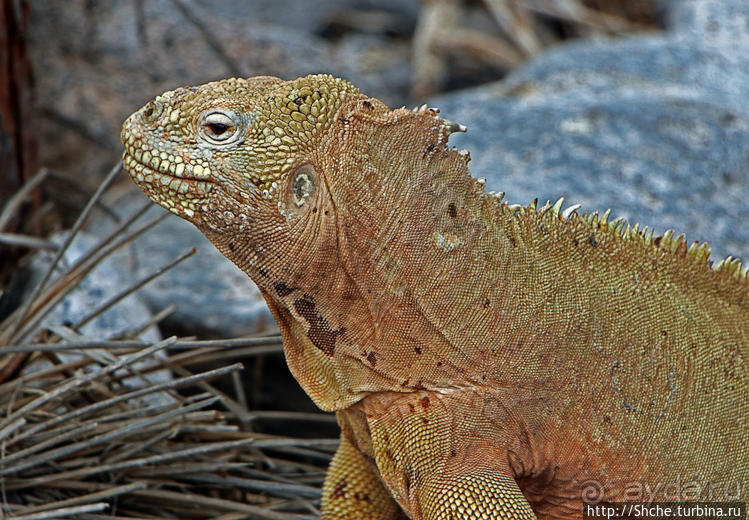 Галапогосы. Остров Санта Фе. Этап 1 — пешеходная прогулка
