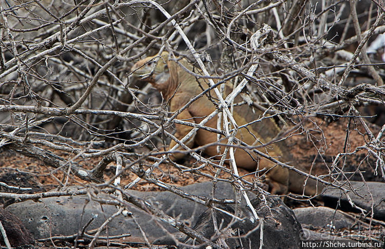 Галапогосы. Остров Санта Фе. Этап 1 — пешеходная прогулка