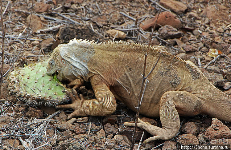 Галапогосы. Остров Санта Фе. Этап 1 — пешеходная прогулка