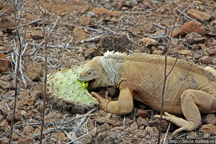 Галапогосы. Остров Санта Фе. Этап 1 — пешеходная прогулка