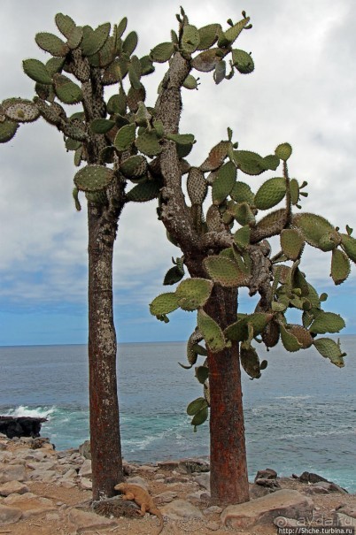Галапогосы. Остров Санта Фе. Этап 1 — пешеходная прогулка