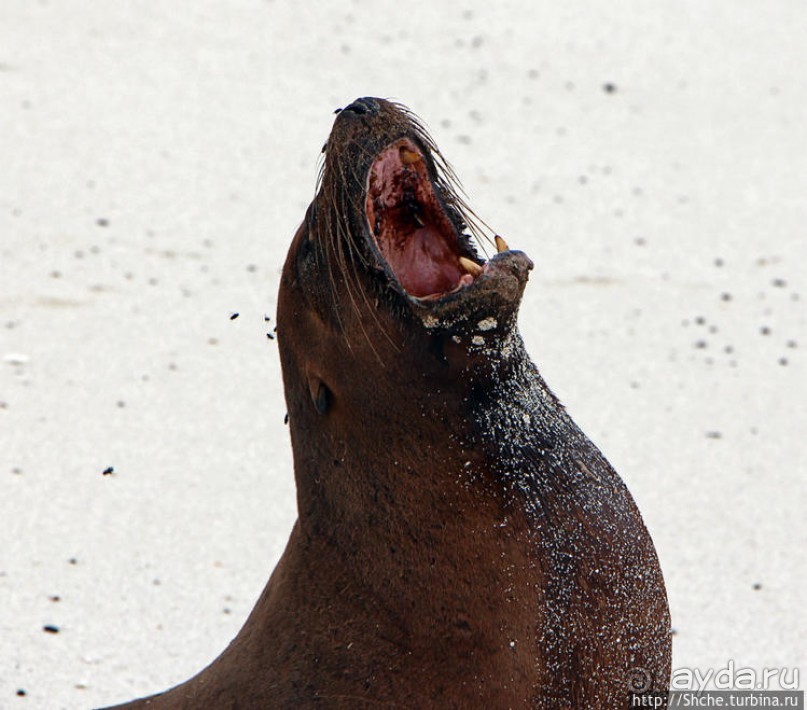 Галапогосы. Остров Санта Фе. Этап 1 — пешеходная прогулка