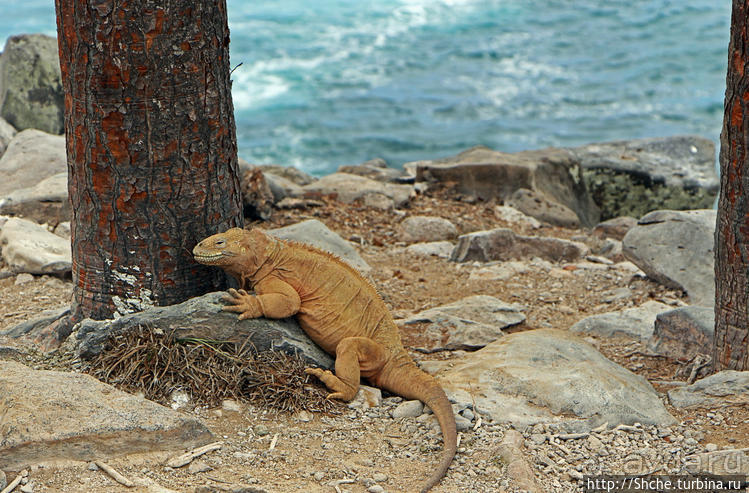 Галапогосы. Остров Санта Фе. Этап 1 — пешеходная прогулка