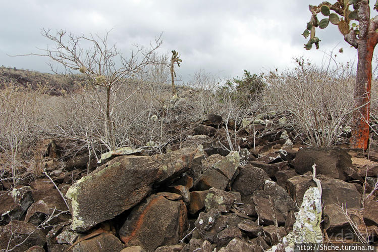 Галапогосы. Остров Санта Фе. Этап 1 — пешеходная прогулка