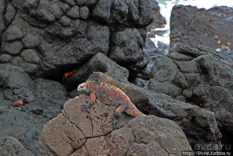 Галапогосы. Остров Санта Фе. Этап 1 — пешеходная прогулка