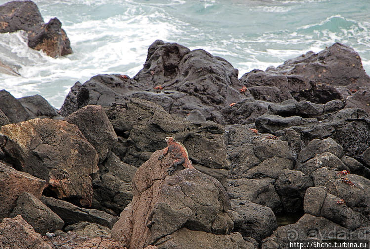 Галапогосы. Остров Санта Фе. Этап 1 — пешеходная прогулка