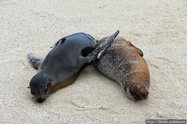 Галапогосы. Остров Санта Фе. Этап 1 — пешеходная прогулка