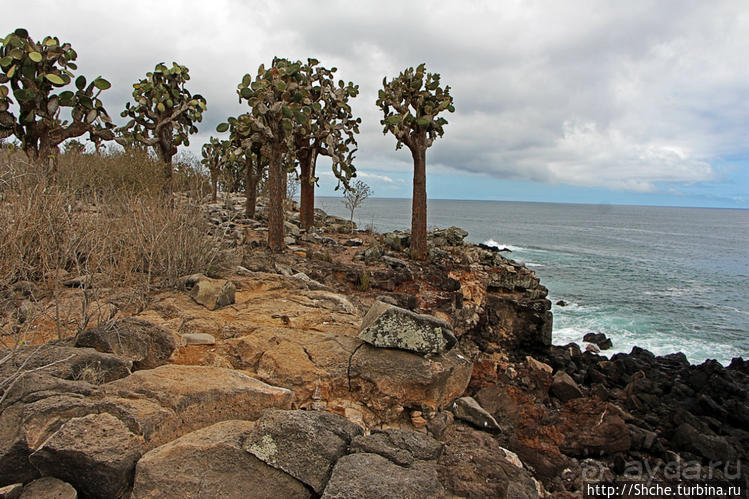 Галапогосы. Остров Санта Фе. Этап 1 — пешеходная прогулка