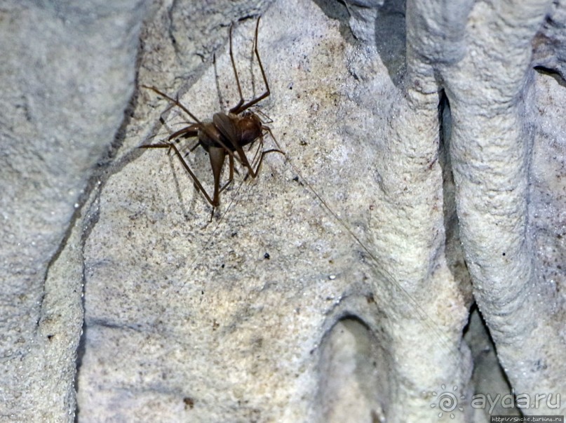 Полые скалы Вьетнама: золотые потолки пещеры Tu Lan