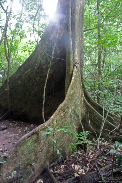Полые скалы Вьетнама: золотые потолки пещеры Tu Lan
