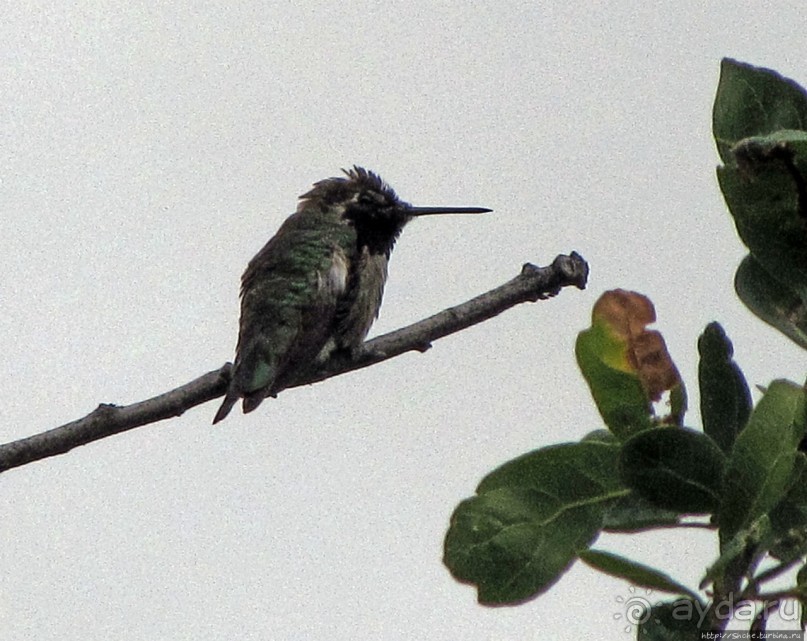Здесь главное — убрать продукты из авто от медведей