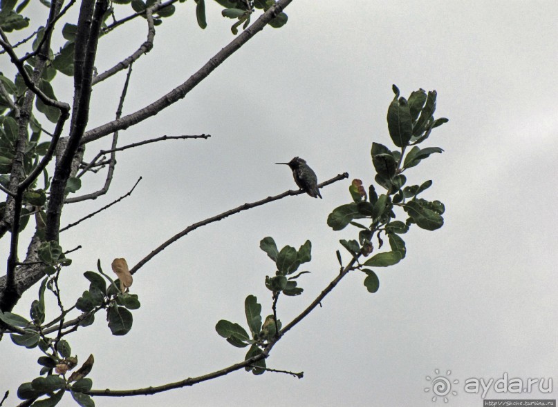 Здесь главное — убрать продукты из авто от медведей