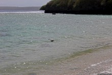 фото Сайпана