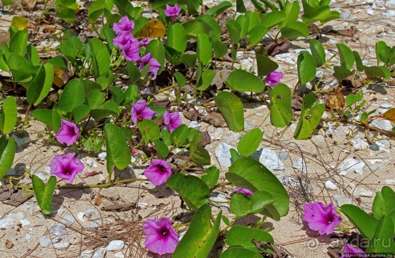 Laulau Bay — дикий залив для дайверов и усталых путников