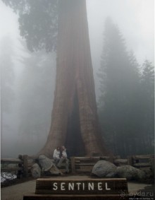 Паша, Витя, елки!!! Елки!!!