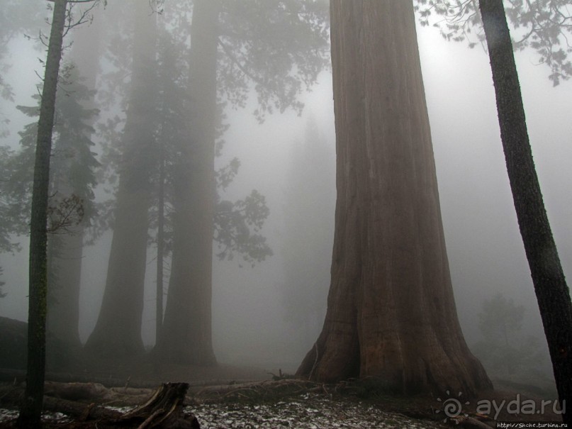 Паша, Витя, елки!!! Елки!!!