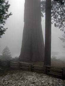 Паша, Витя, елки!!! Елки!!!