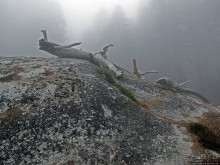 Паша, Витя, елки!!! Елки!!!