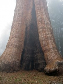 Паша, Витя, елки!!! Елки!!!