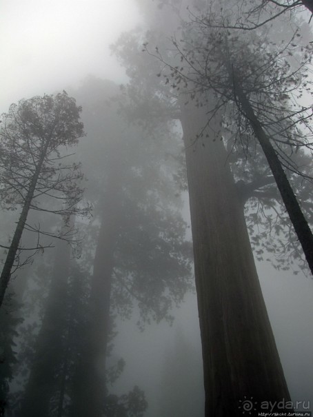 Паша, Витя, елки!!! Елки!!!