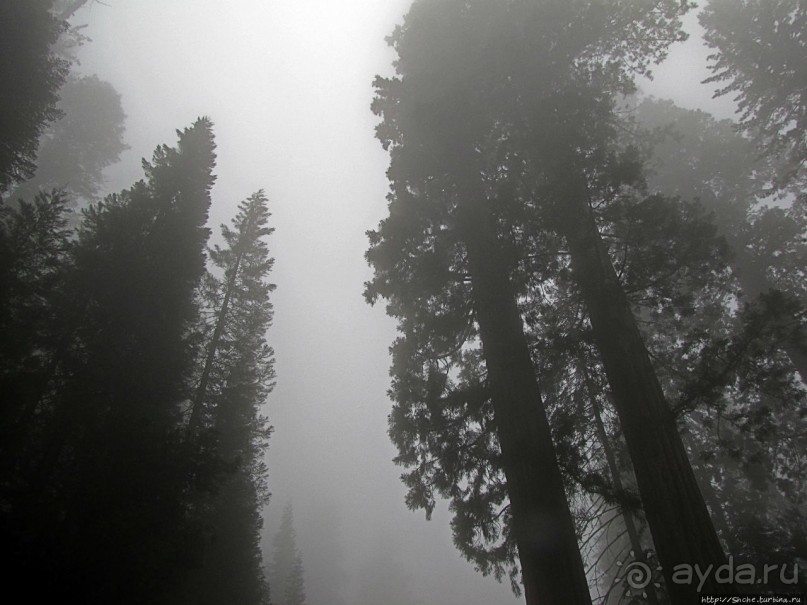 Паша, Витя, елки!!! Елки!!!