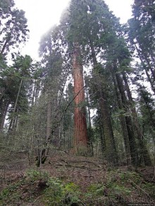 Паша, Витя, елки!!! Елки!!!