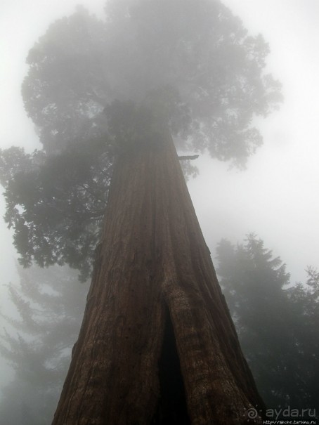 Паша, Витя, елки!!! Елки!!!