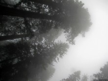 Паша, Витя, елки!!! Елки!!!