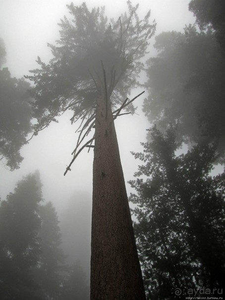 Паша, Витя, елки!!! Елки!!!