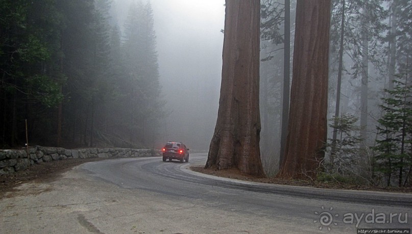 Паша, Витя, елки!!! Елки!!!