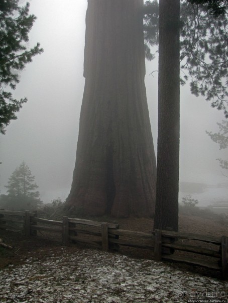 Паша, Витя, елки!!! Елки!!!