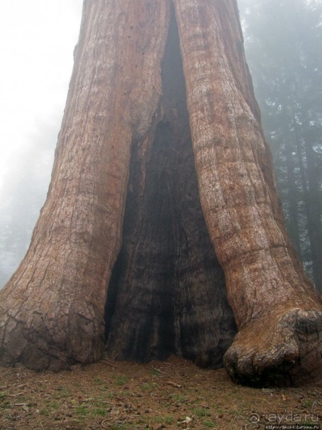 Паша, Витя, елки!!! Елки!!!