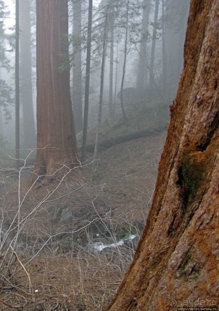 Паша, Витя, елки!!! Елки!!!