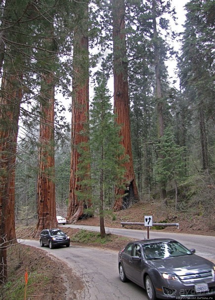 Паша, Витя, елки!!! Елки!!!