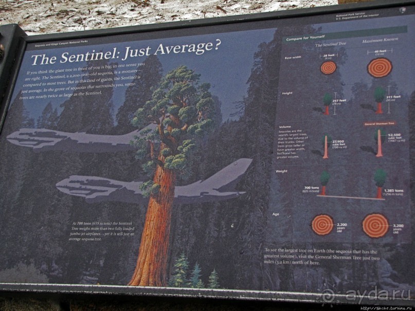 Паша, Витя, елки!!! Елки!!!