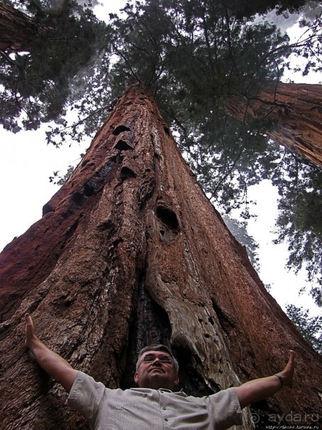 Паша, Витя, елки!!! Елки!!!